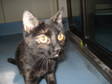 Adopt Pucette a Domestic Short Hair