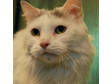Adopt Blanche a Domestic Long Hair - gray and white