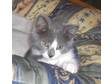 Adopt Tango a Domestic Short Hair - gray and white