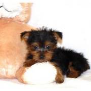 Cute T-cup Yorkshire terrier puppies ready for rehome
