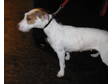 Adopt Charlotte a Jack Russell Terrier