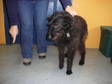 Adopt W TO BE EUTHANIZED a Wire-haired Pointing Griffon