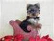 Female T-Cup Yorkie for Sale $350 ( 350.00)