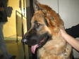 Adopt Choka a German Shepherd Dog