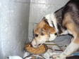 Adopt C TO BE EUTHANIZED a Collie, German Shepherd Dog