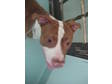 Adopt Chizle a Pit Bull Terrier