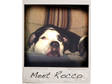 Adopt *HELP SAVE ROCCO* a Pit Bull Terrier
