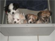 Akc Registered Maltese/SHITZU MIX puppies 