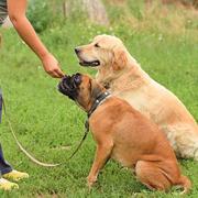JR Best Dog Training Services
