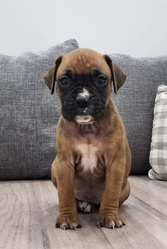  Special Christmas Boxer Puppies for Rehoming 