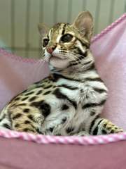 ocelot kitten available for sale