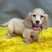 Dachshund puppies ready